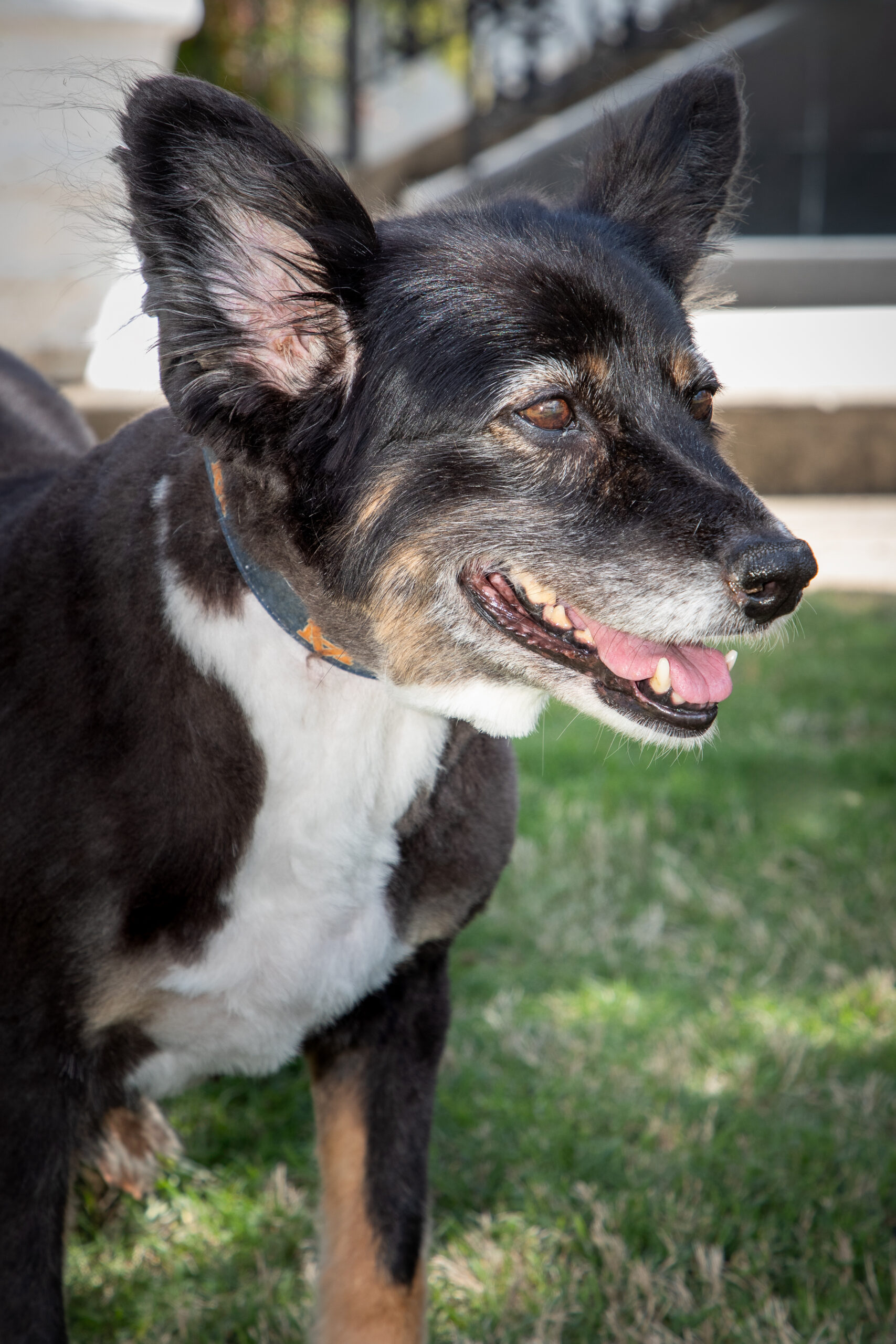 Governor Ivey Announces Passing of Alabama’s First Dog Missy